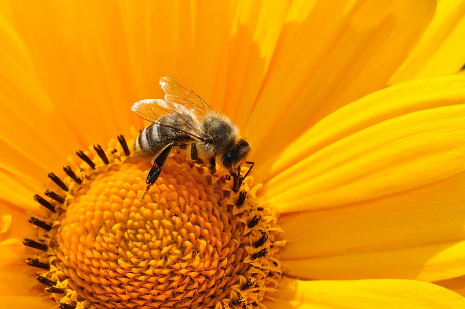 honeybee perched on yellow sunflower, pollen, nectar, blossom HD wallpaper
