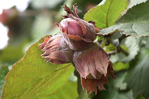 hazelnut, fruits, tree fruit, bush, plant part, leaf, close-up HD wallpaper