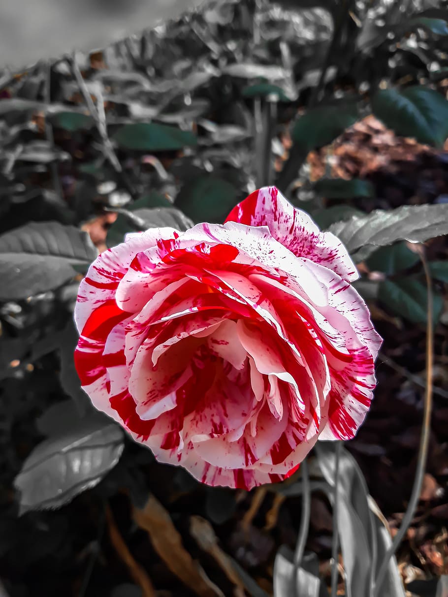 pink, former, speckled, beauty in nature, flower, vulnerability HD wallpaper