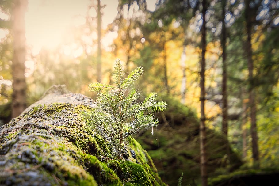green leafed plant, forest, light beam, sun, sunbeam, morgenstimmung HD wallpaper