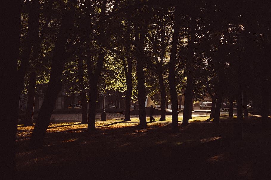 trees during night time, silhouette of person walking near trees HD wallpaper