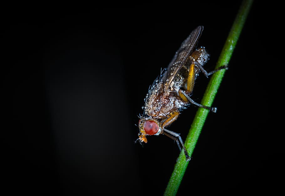 insect, fly, animals, nature, no one, rosa, drops, stem, animal themes HD wallpaper