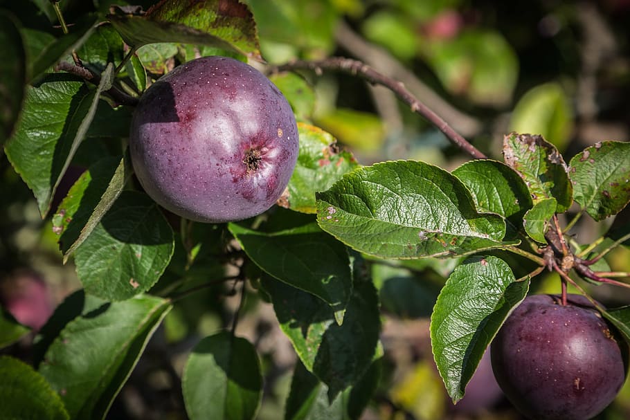 apple, fruit, autumn, apple tree, vitamins, orchard, food, ripe HD wallpaper