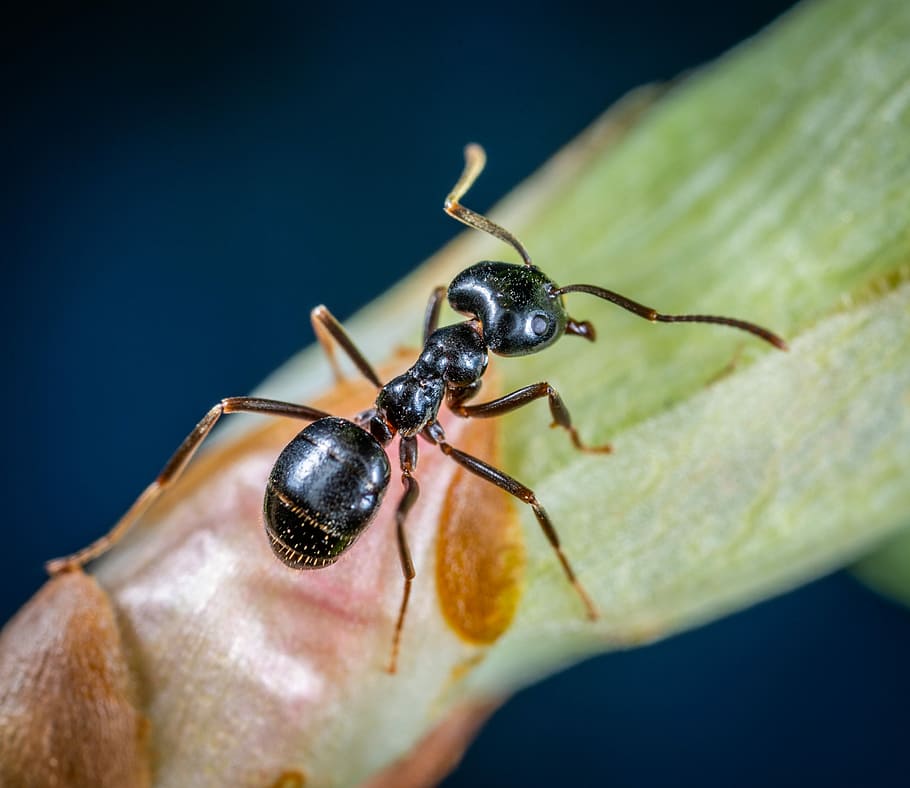insect, macro, invertebrate, close-up, animal, animal themes HD wallpaper