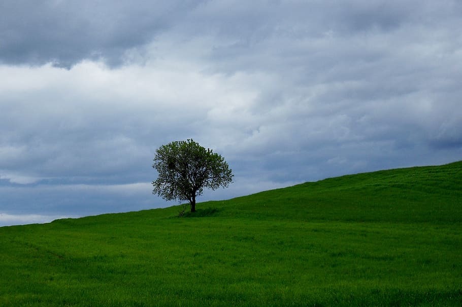 tree, landscape, meadow, nature, spain, cloud - sky, plant HD wallpaper
