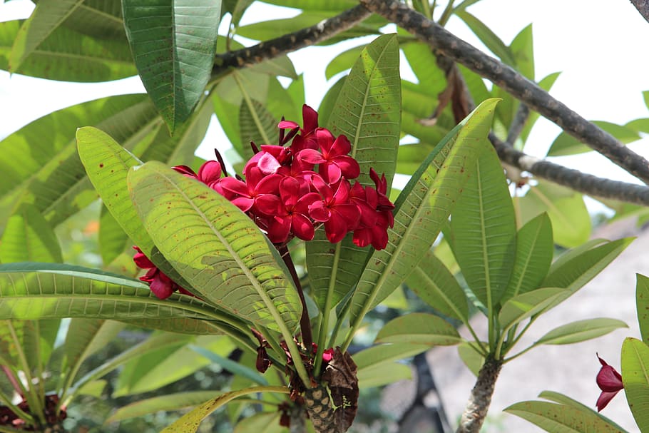 flower, red, tropical, leaf, plant part, growth, flowering plant HD wallpaper