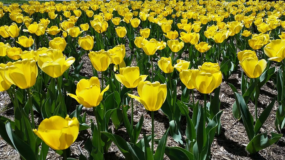 tulips, yellow, spring, floral, natural, garden, outdoor, day HD wallpaper