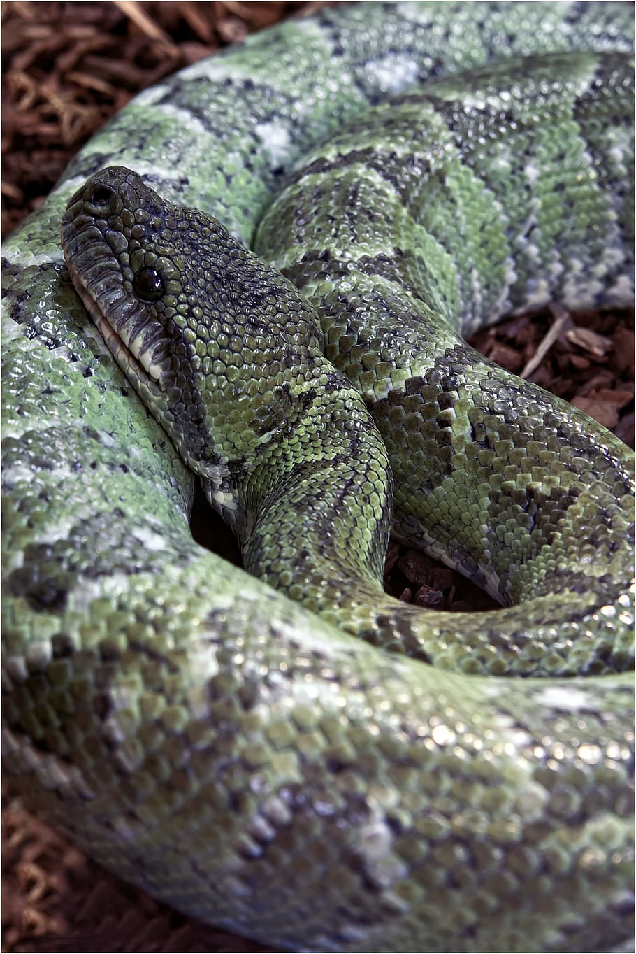 snake, toxic, green, tree snake, reptile, dangerous, terrarium