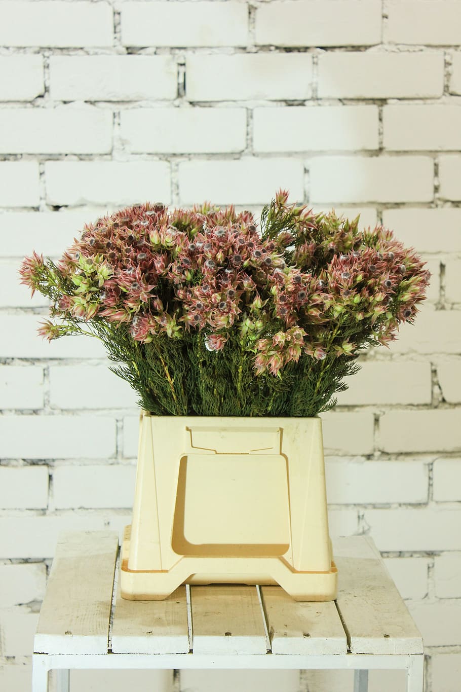 caps, flowers, wall, brick, greens, summer, plant, concept HD wallpaper