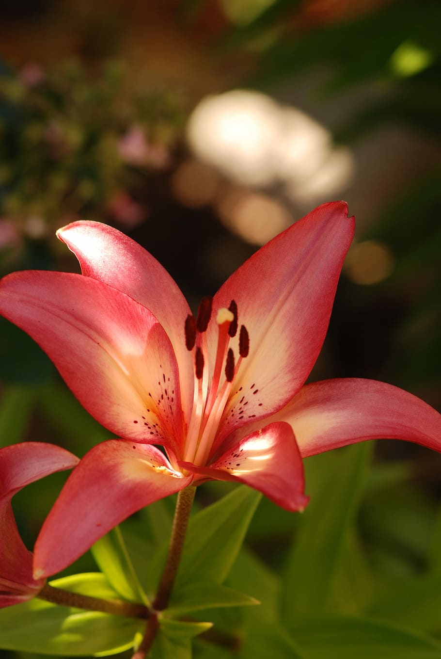 Lily, Bloom, Flower, Pink, Garden, summer, plant, nature, floral HD wallpaper