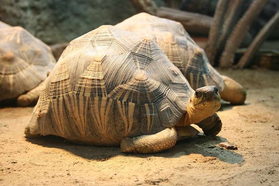 turtle, nature, reptile, animal themes, animal wildlife, tortoise HD wallpaper