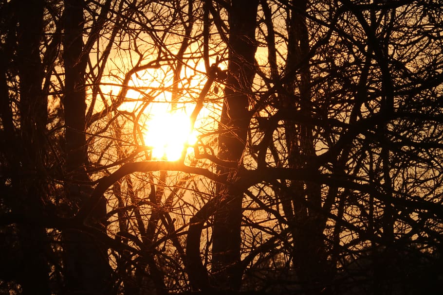 sun, forest, sunlight, abendstimmung, sunset, yellow, bright HD wallpaper