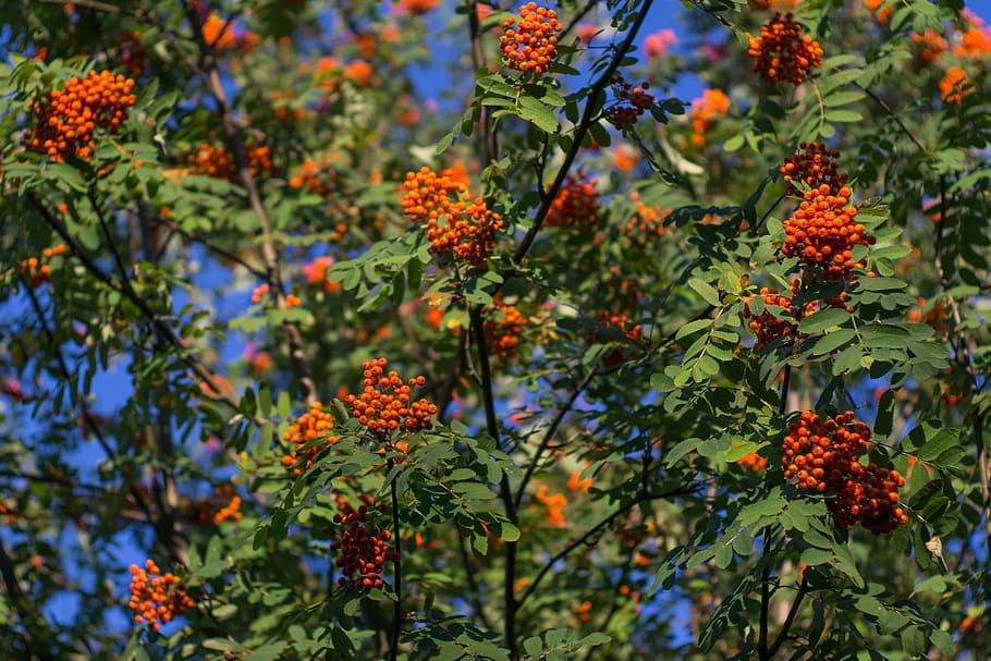 rowan, tree, rowan berries, red, sorbus aucuparia, summer, autumn