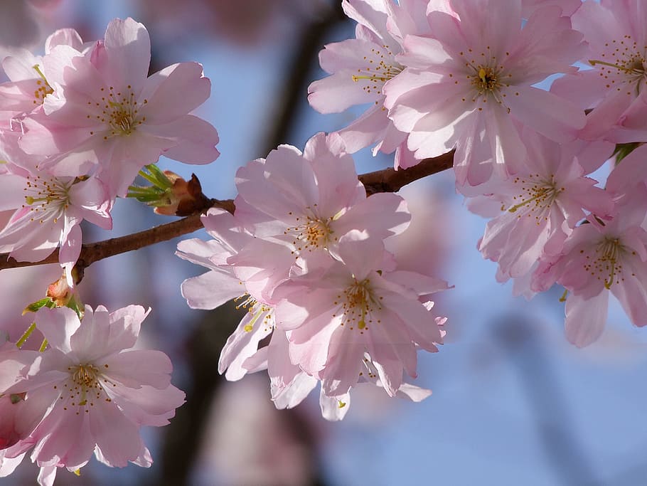 cherry blossom, spring, bloom, pink, close, plant, flora, beautiful HD wallpaper