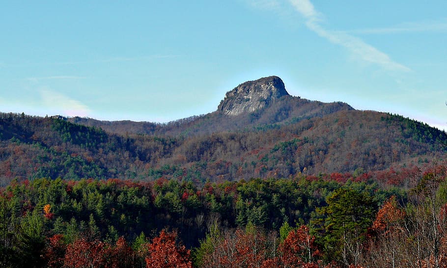 North Carolina, Carolina, Forest, Trees, Fall, autumn, beautiful HD wallpaper