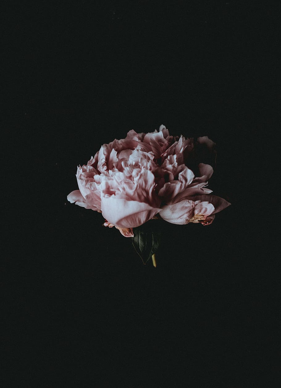 pink flower bouquet, pink petaled flower on black background photography HD wallpaper