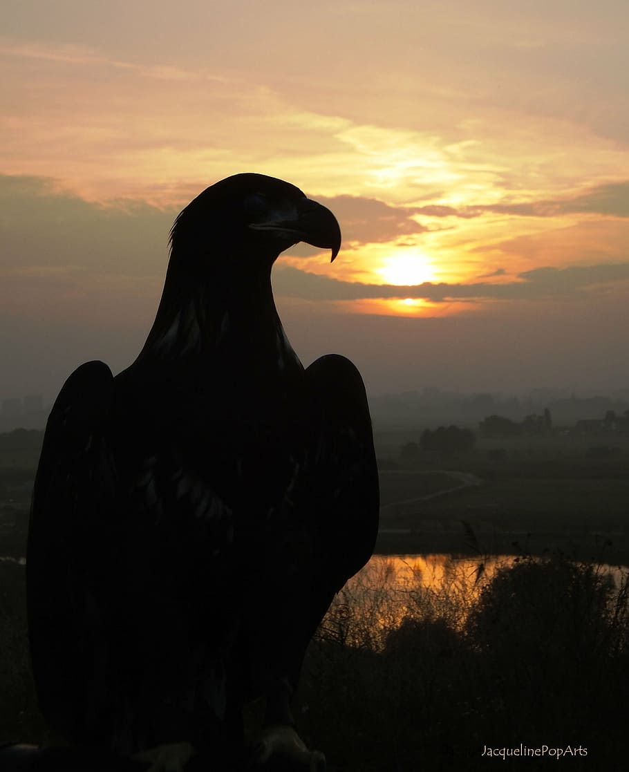 valk, bird, sun, sunset, bird of prey, nature, birds, sky, orange color HD wallpaper