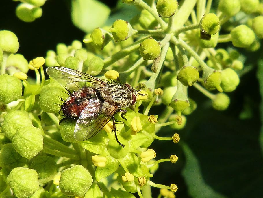 close-up photography of common housefly perch on green petaled flower HD wallpaper