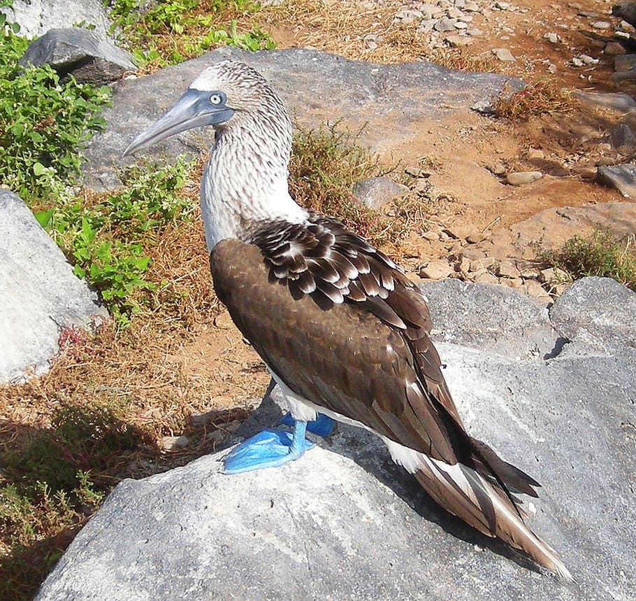 bird, booby, blue, footed, islands, pacific, water, nature HD wallpaper