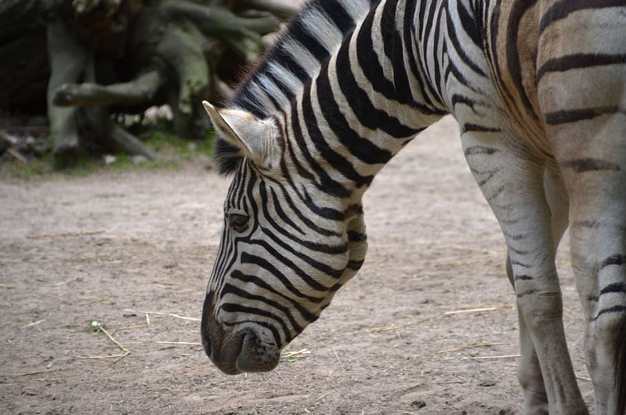 zebra, animal, striped, animal wildlife, animals in the wild HD wallpaper