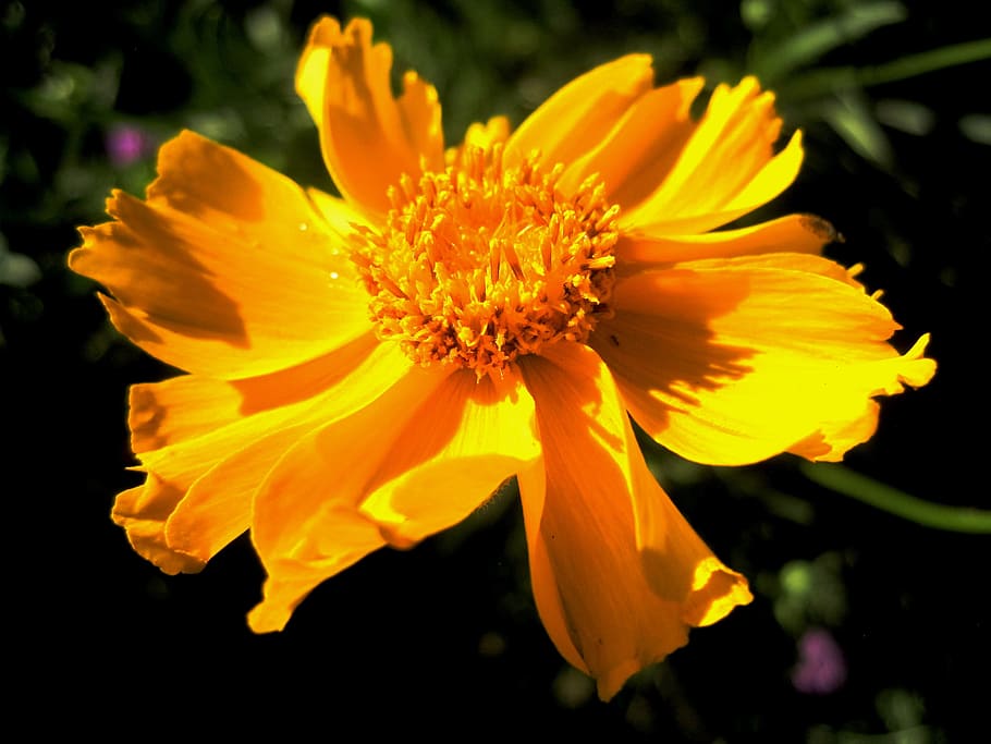 flower, orange, yellow, bright, petals, garden, flowering plant HD wallpaper