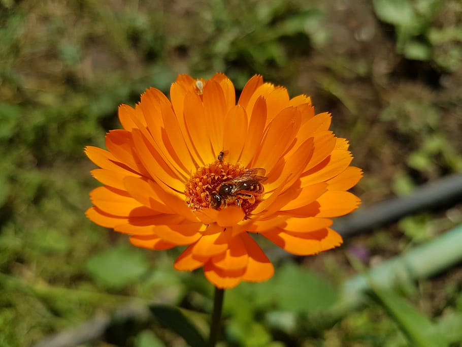 flower, bee, orange, flowering plant, invertebrate, animal themes HD wallpaper