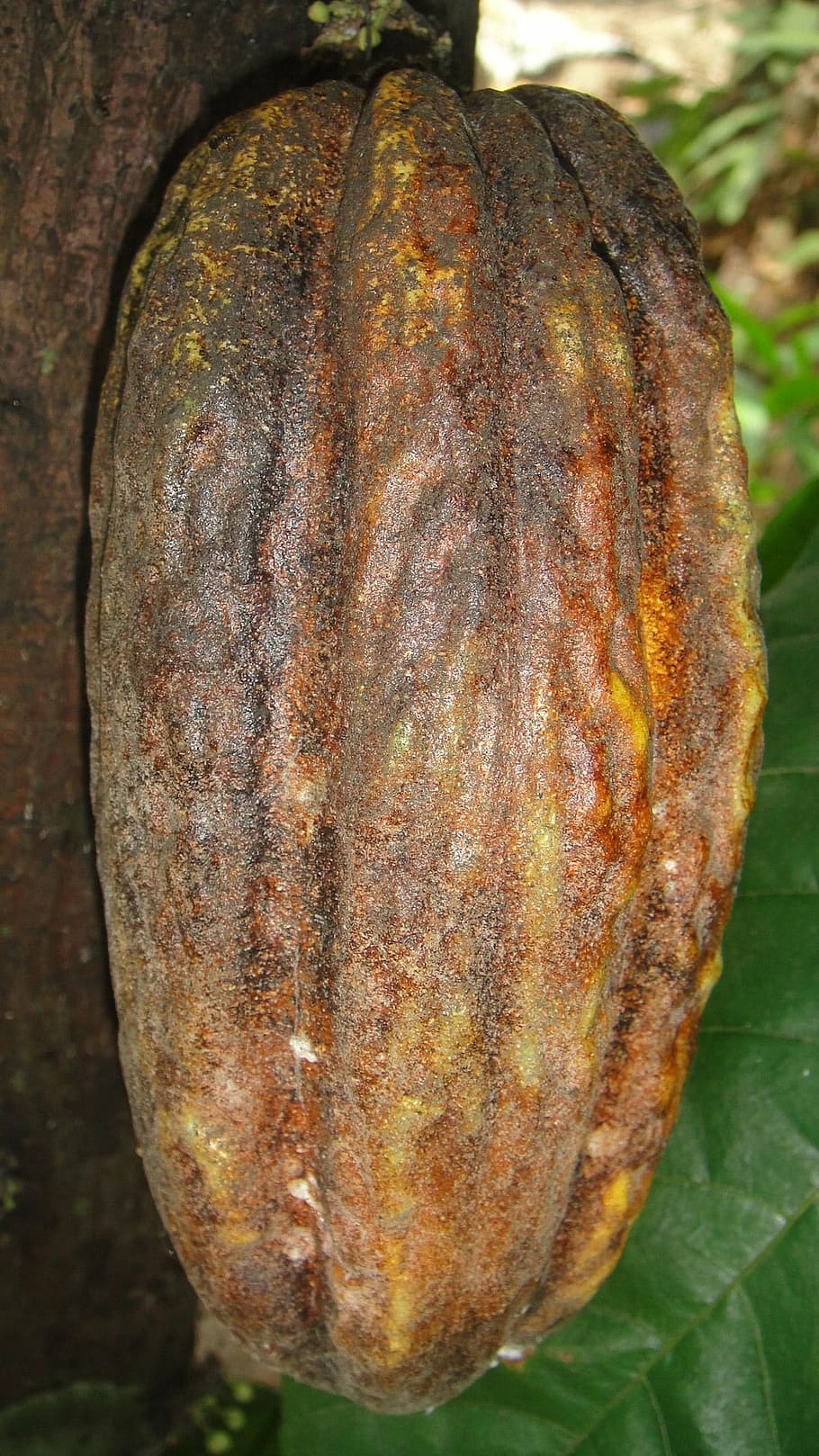 cocoa fruit, ingredient, bean, chocolate, plants, natural, botanical, HD wallpaper