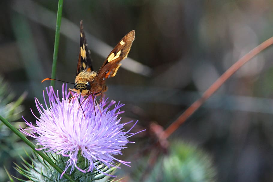 moth, butterfly, thistle, flower, purple, nectar, drinking HD wallpaper