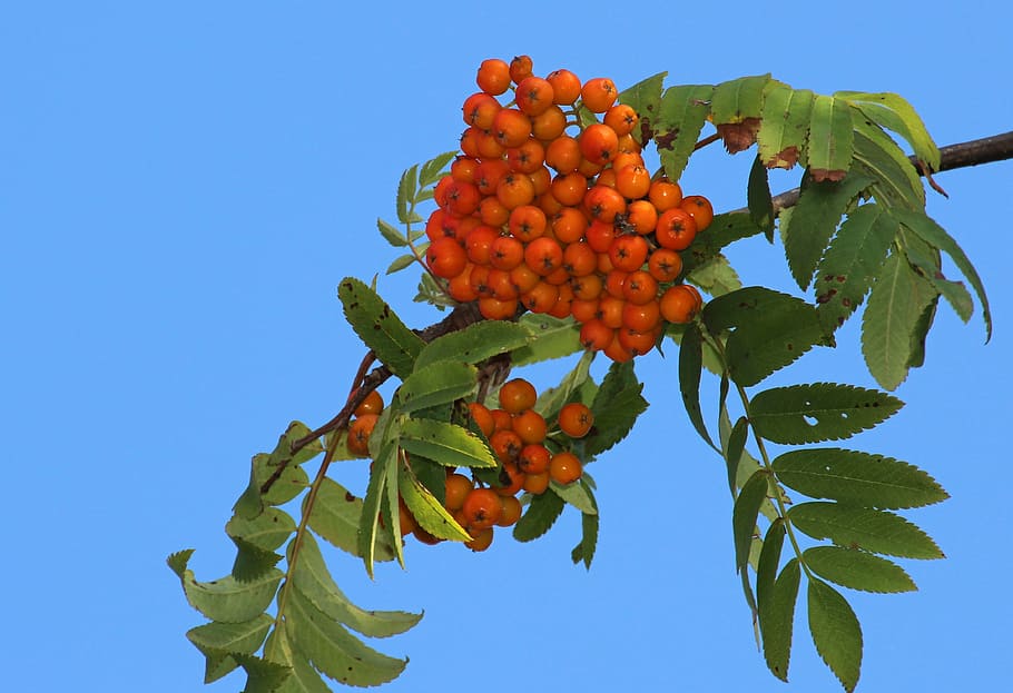 rowan, mountain ash, autumn, fruit, nature, leaf, branch, ripe HD wallpaper