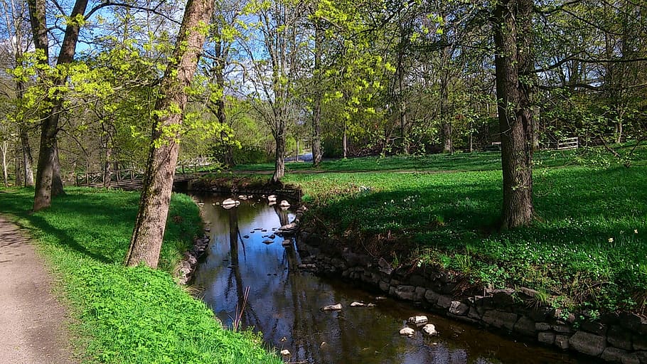 Early Summer, Summer, Park, Tree, Nature, city park, brook HD wallpaper