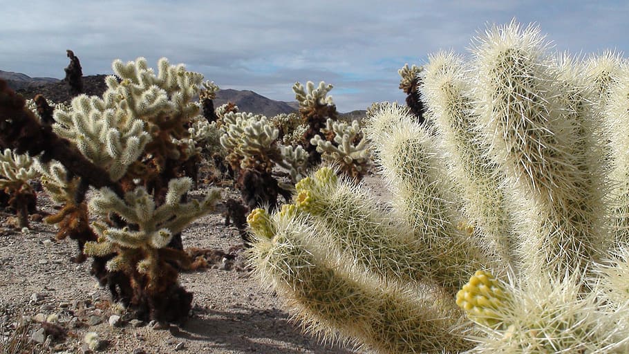 lot of green cactus on ground at daytime, bear cactus, spiky HD wallpaper
