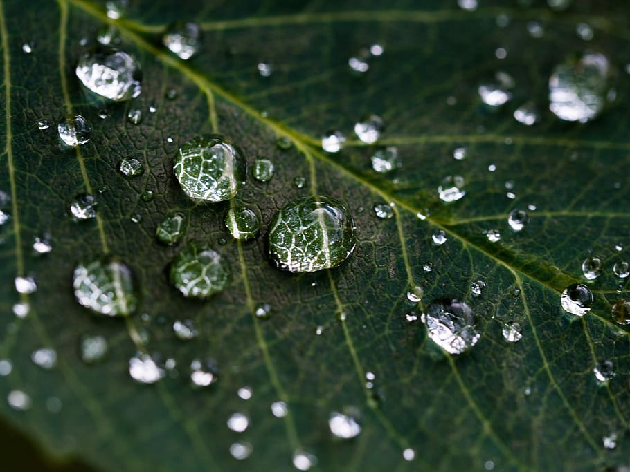 droplets on green leaf, closeup photography of water dew on green leaf HD wallpaper