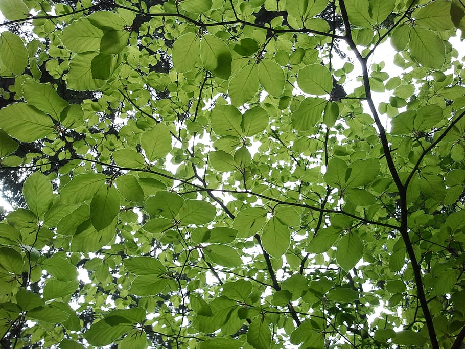 beech, leaves, tree, green, spring, green color, low angle view HD wallpaper