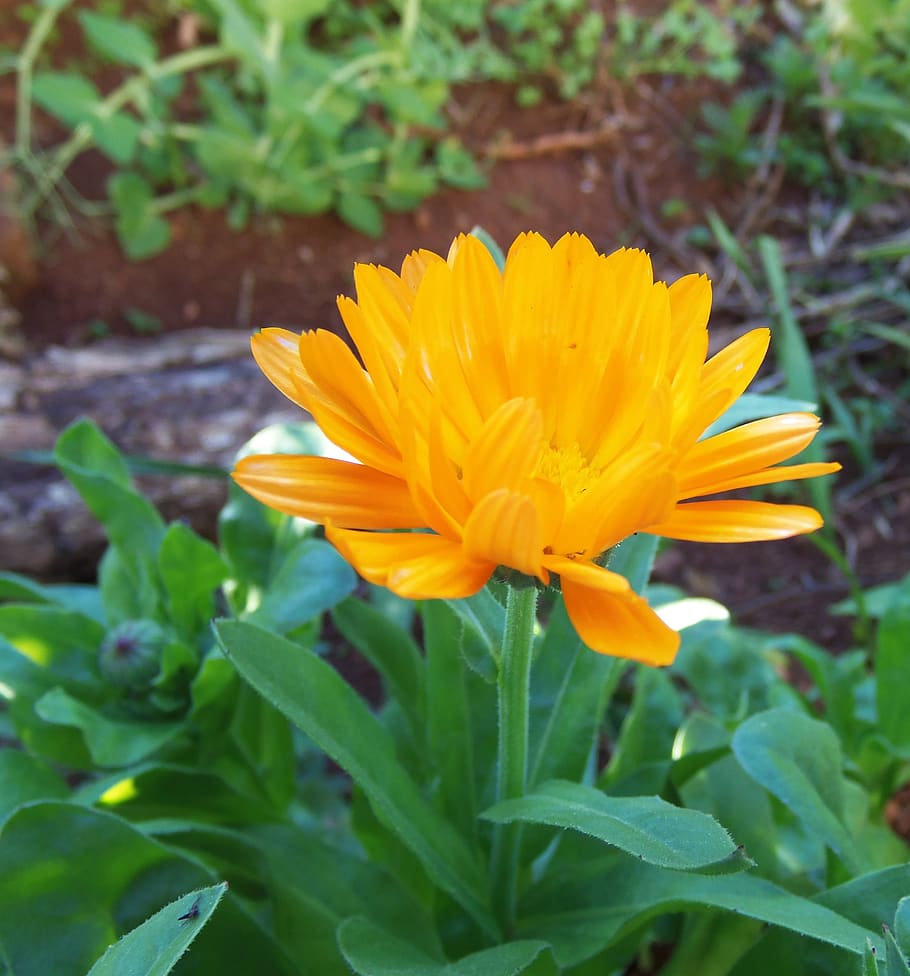 flower, nature, petals, flowering plant, fragility, vulnerability HD wallpaper