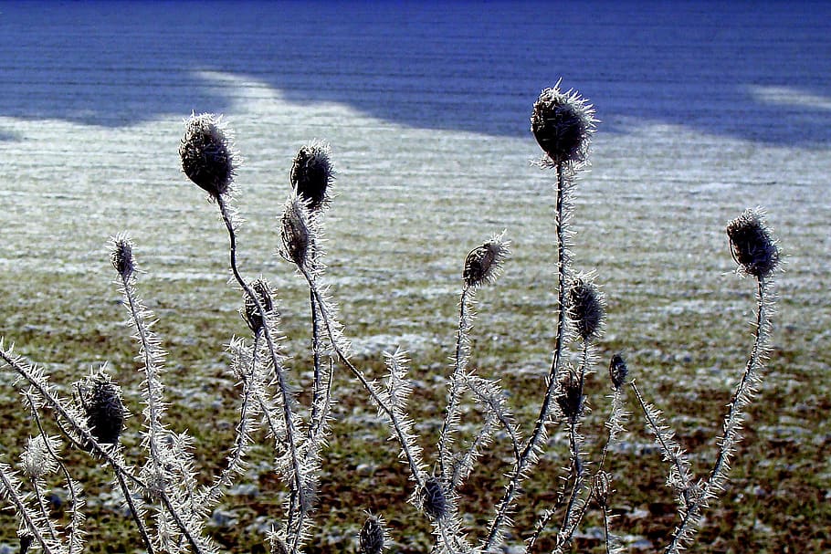 frost, ice, plants, cold, shrubs, nature, growth, tranquility HD wallpaper