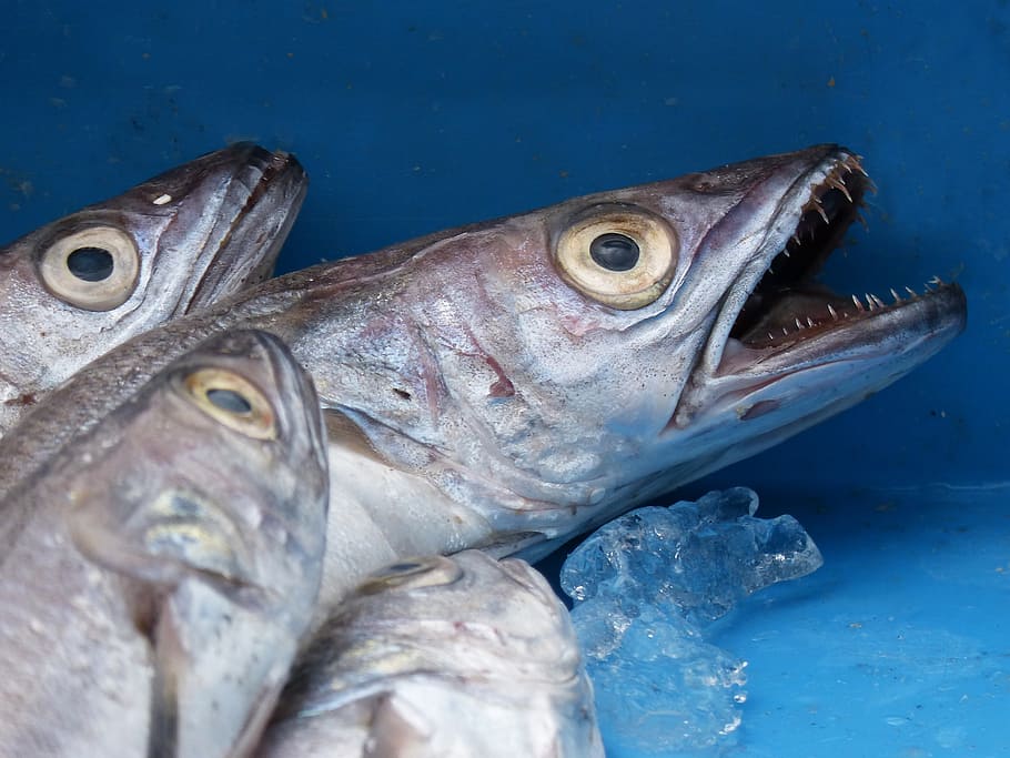 fish, whiting, food, fresh fish, maira, vertebrate, animal HD wallpaper