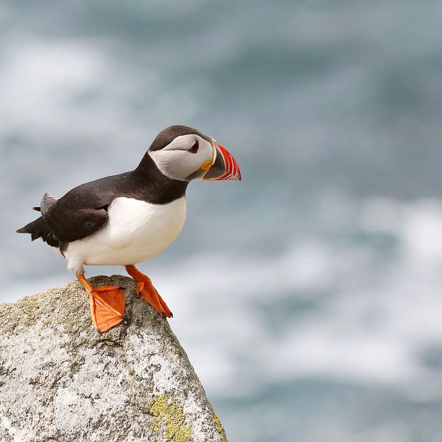 Puffin, focus photo of Atlantic puffin, bird, black and white, HD wallpaper