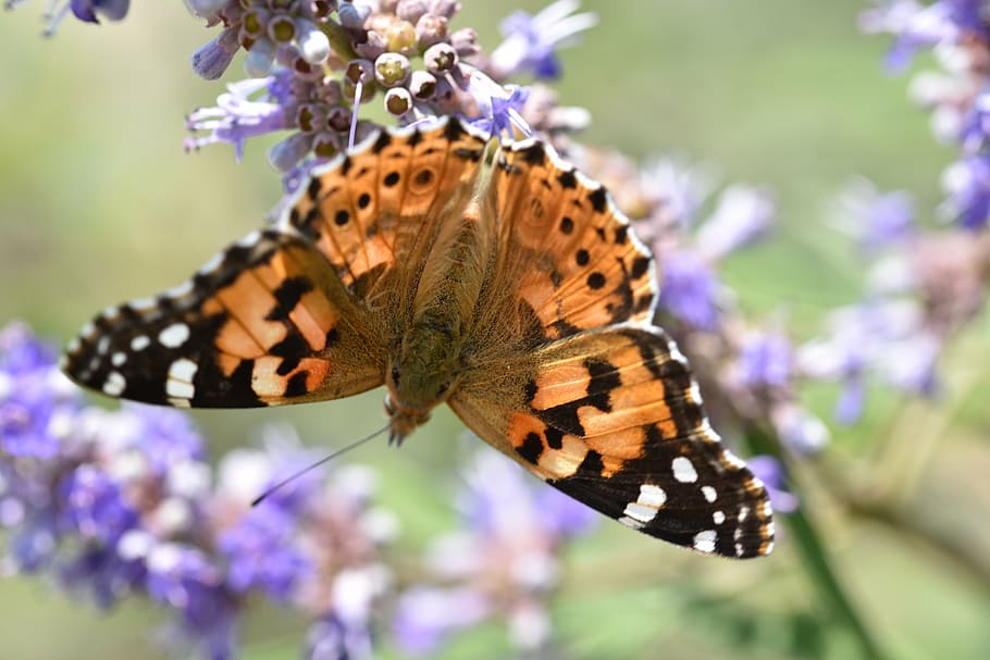 animals, butterfly, close, insect, invertebrate, animal themes HD wallpaper