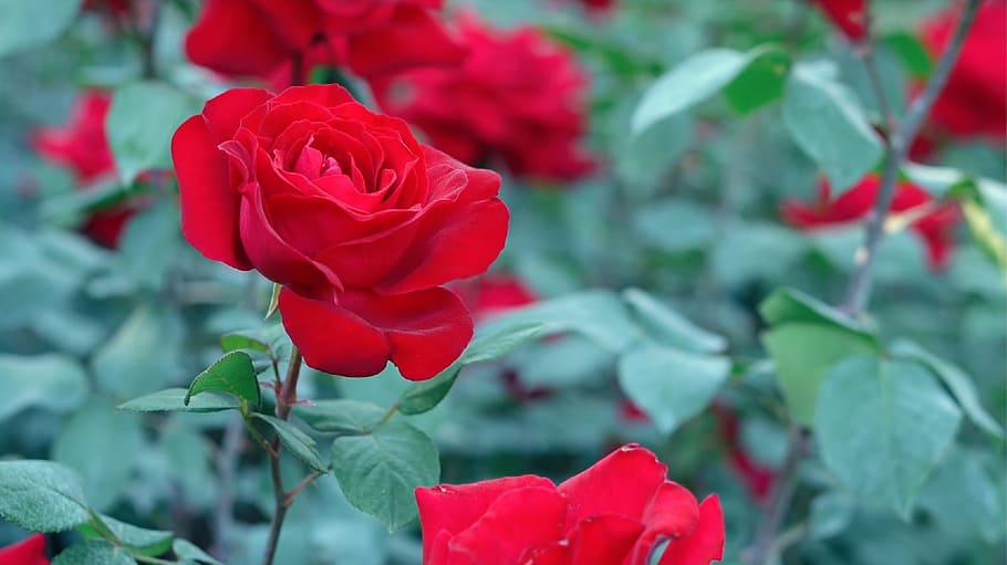 flower, nature, flora, leaf, rose, petal, beauty in nature HD wallpaper