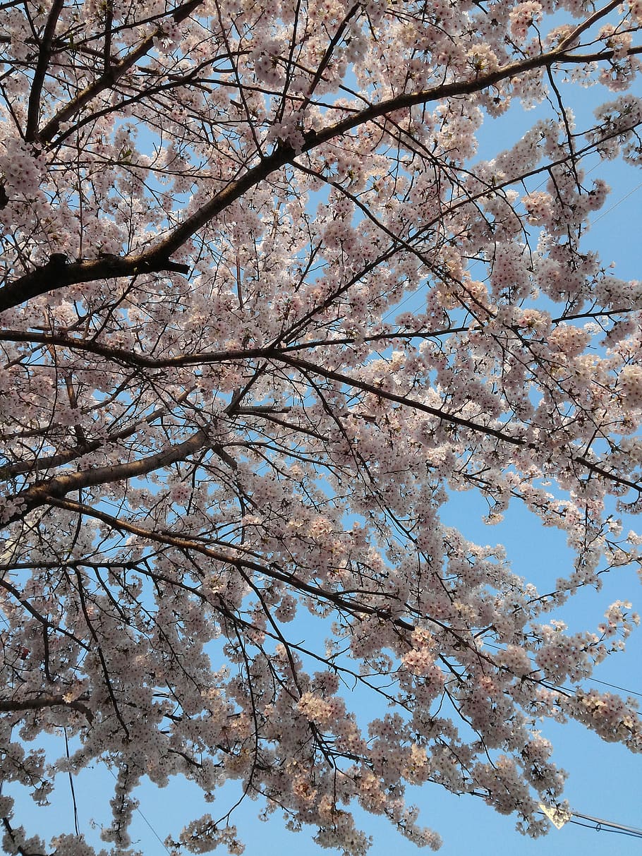 Spring, Cherry, Cherry Blossom, Wood, tree, branch, nature HD wallpaper