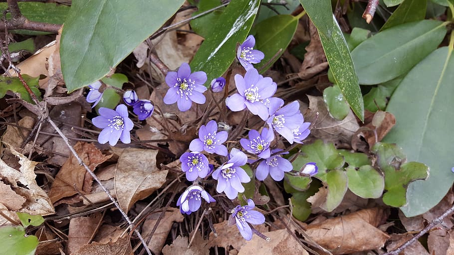 hepatica, spring, pennywort, spring flower, blue flower, nature HD wallpaper
