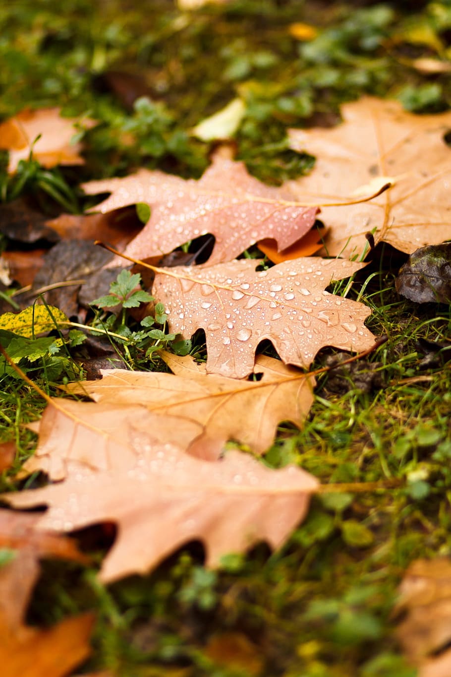 sheet, autumn, listopad, drops, rain, autumn nature, autumn leaves HD wallpaper