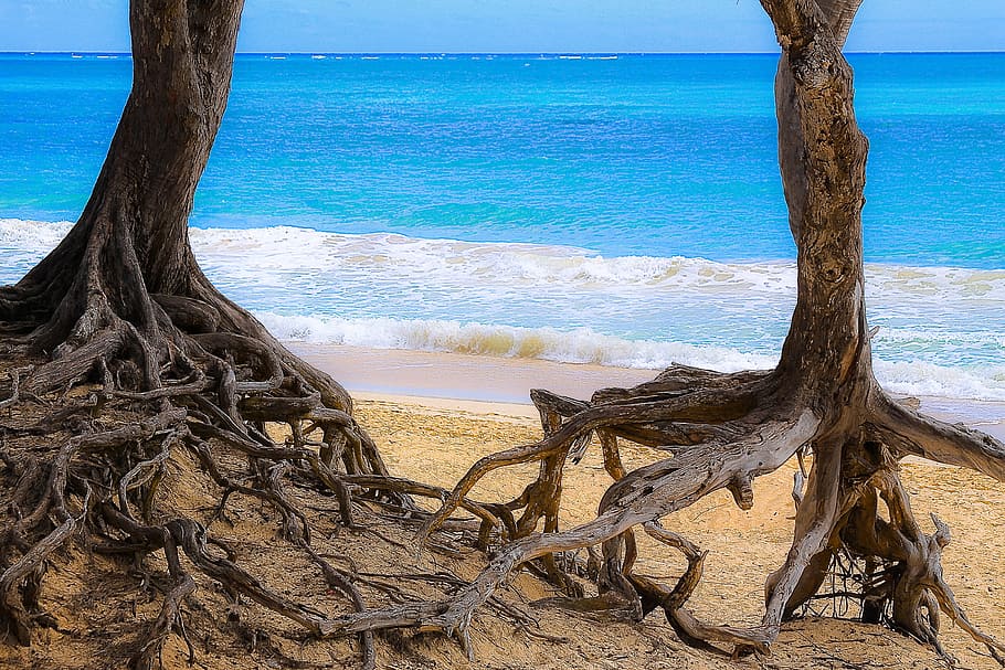 two trees on sea shore, ocean, roots, beach, tropical, paradise HD wallpaper