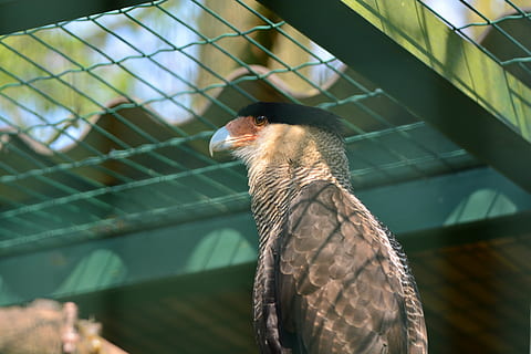 caracara, bird, fly, bill, animal, nature, animal themes, one animal HD wallpaper