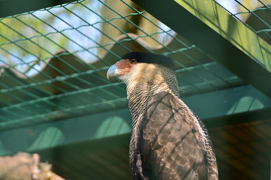 caracara, bird, fly, bill, animal, nature, animal themes, one animal HD wallpaper