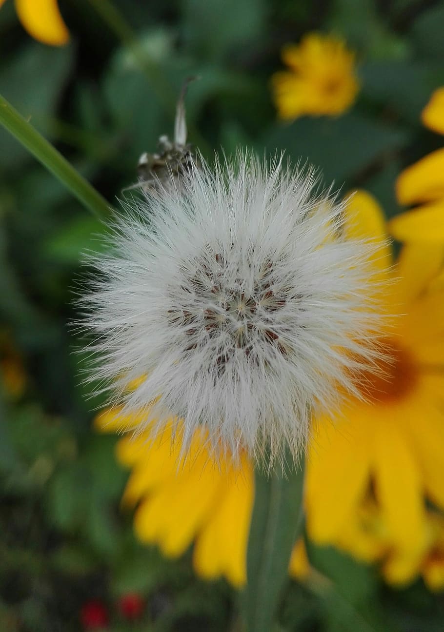 dandelion, nature, summer, flower, flowering plant, fragility HD wallpaper