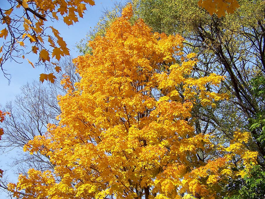 autumn, fall, maple, tree, leaves, yellow, change, plant, beauty in nature HD wallpaper