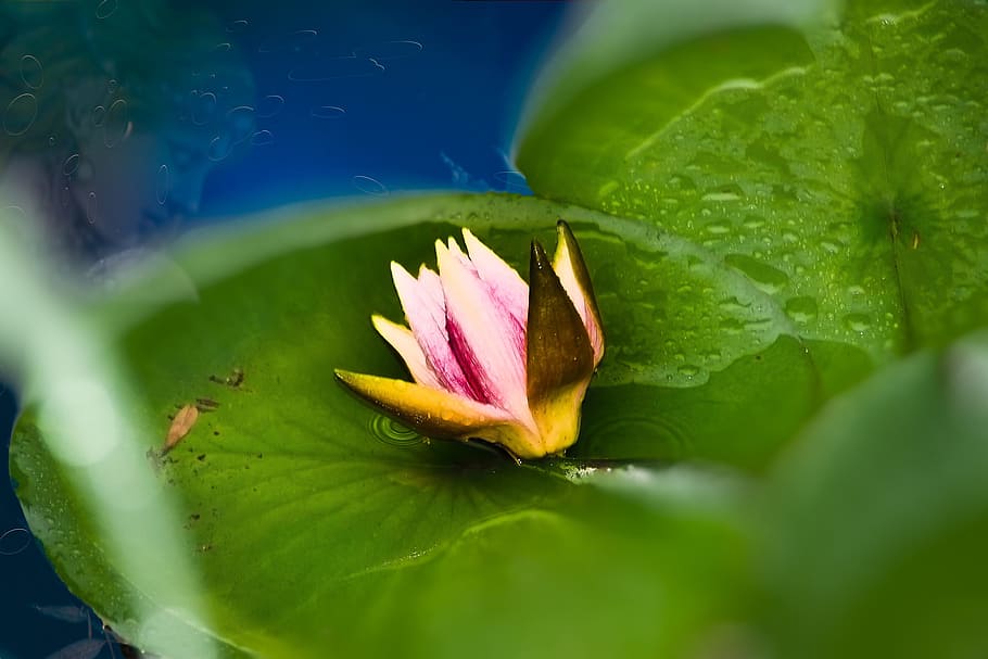 Flower, Water Lily, Tei, Pink Water, pink water lily, pond, HD wallpaper