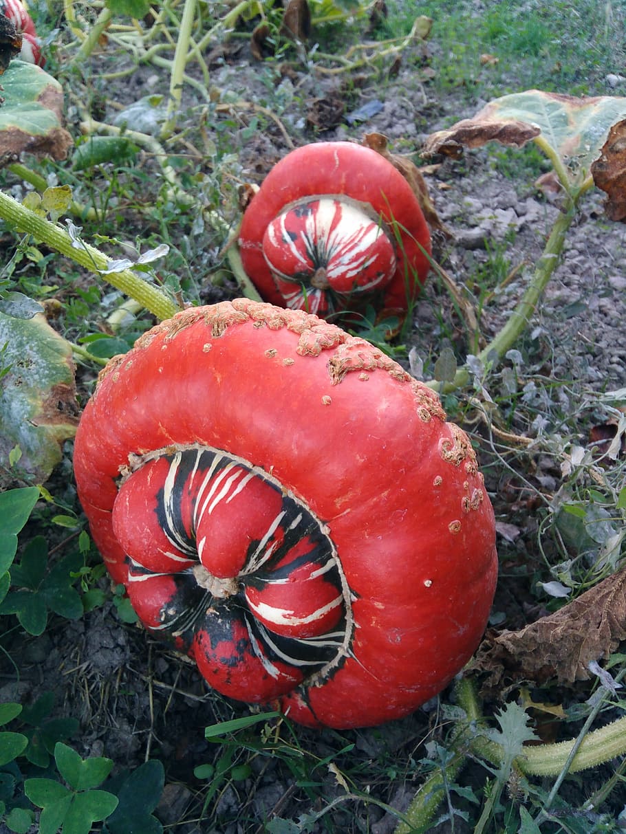 Pumpkin, Huerta, Cultivate, red, no people, food and drink HD wallpaper