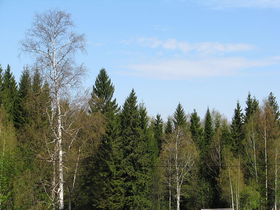 spring, may, blue sky, forest, nature, the smell of spring HD wallpaper